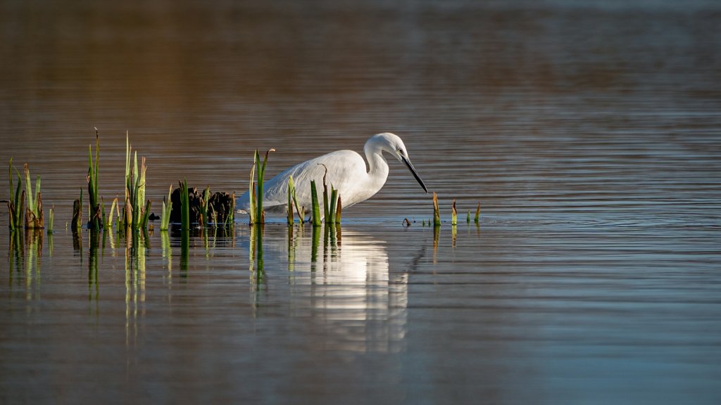 Little Egret on Stockers Lake